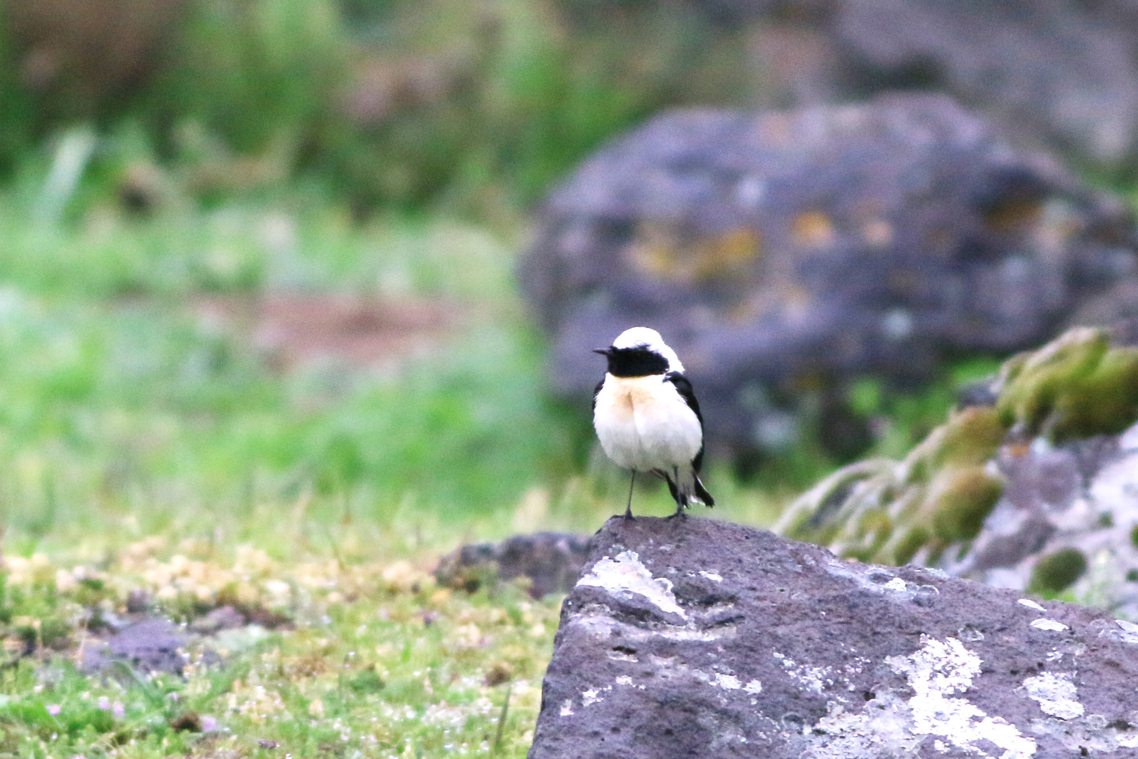 Finsch's Wheatear